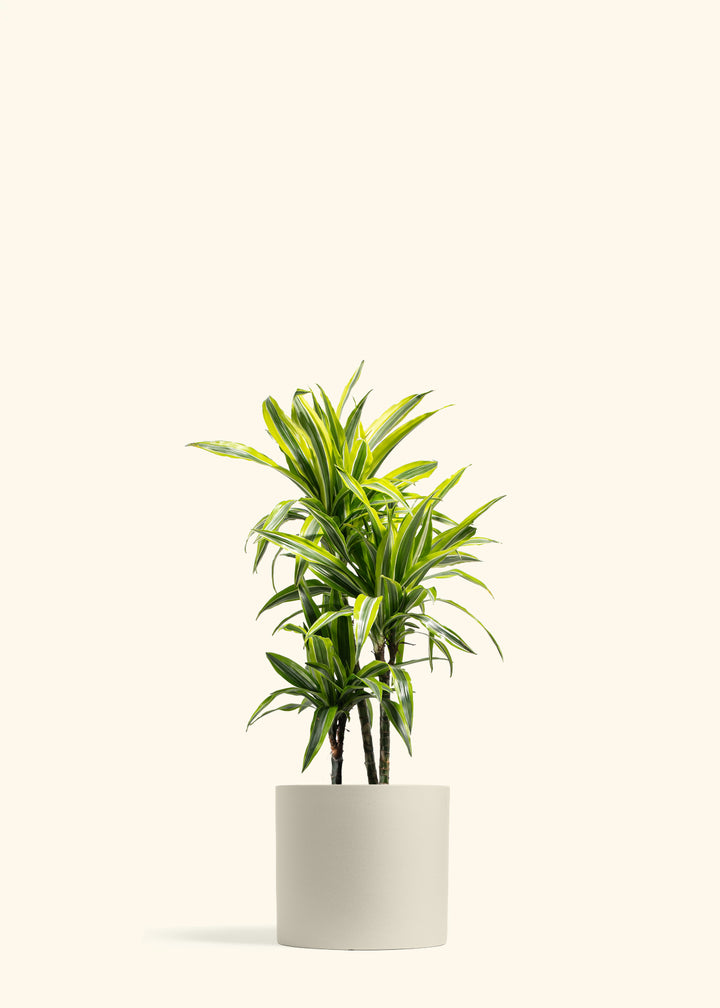 Dracaena Lemon Lime