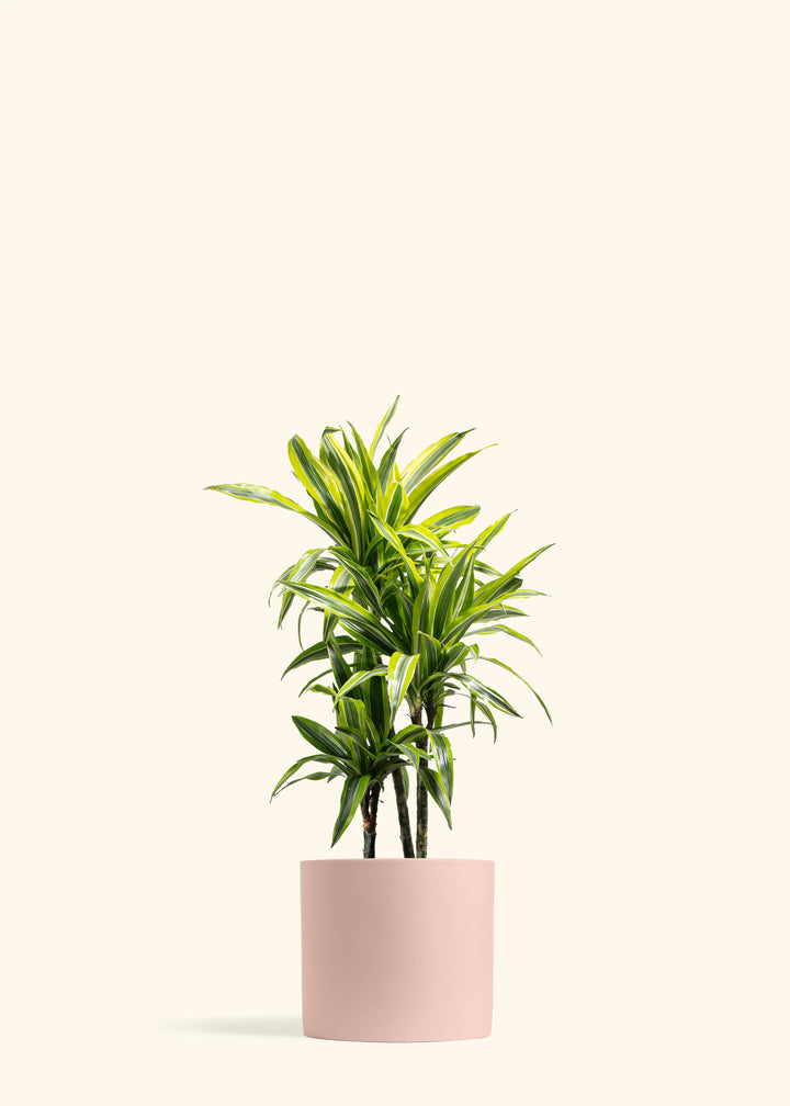 Dracaena Lemon Lime