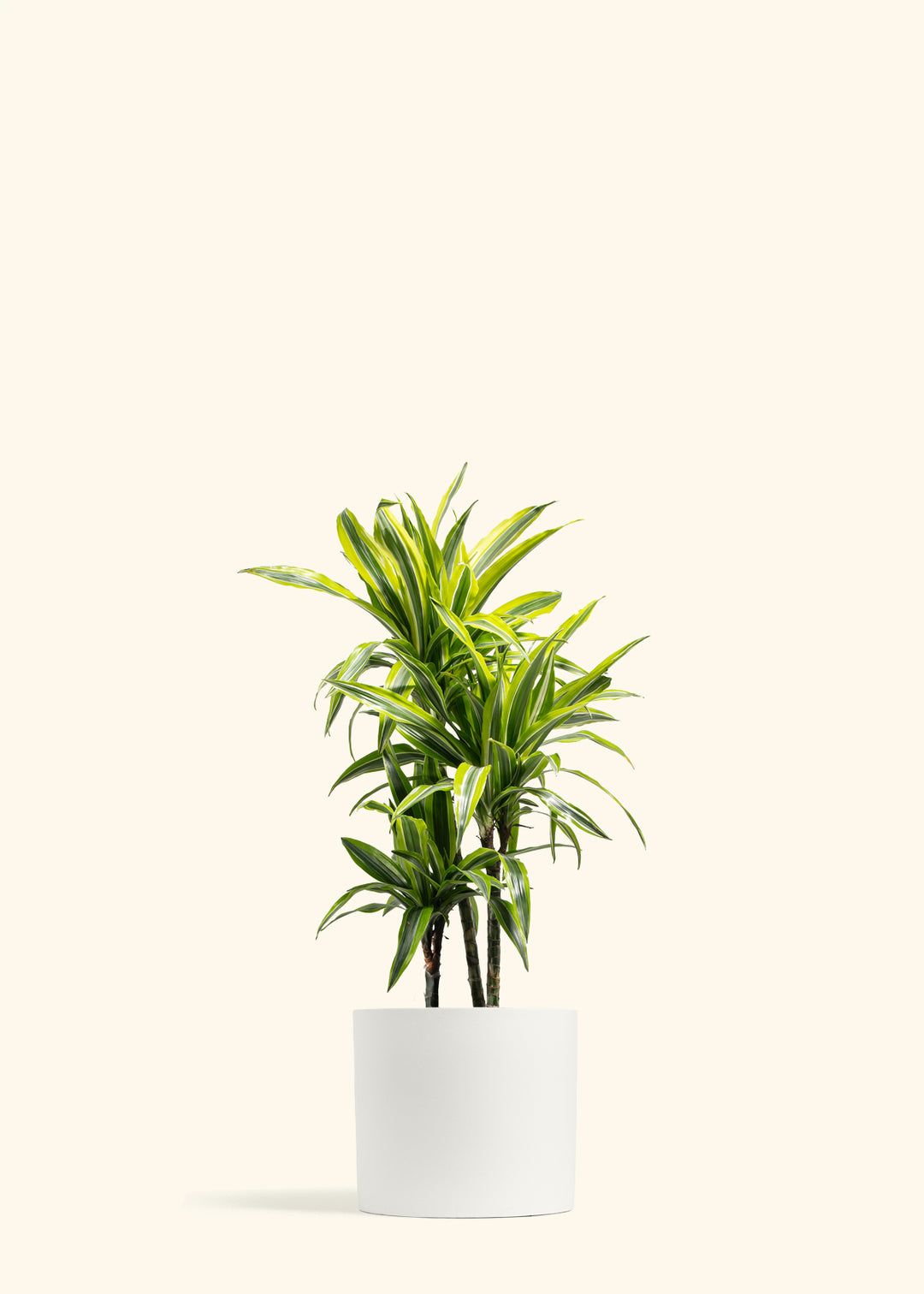 Dracaena Lemon Lime