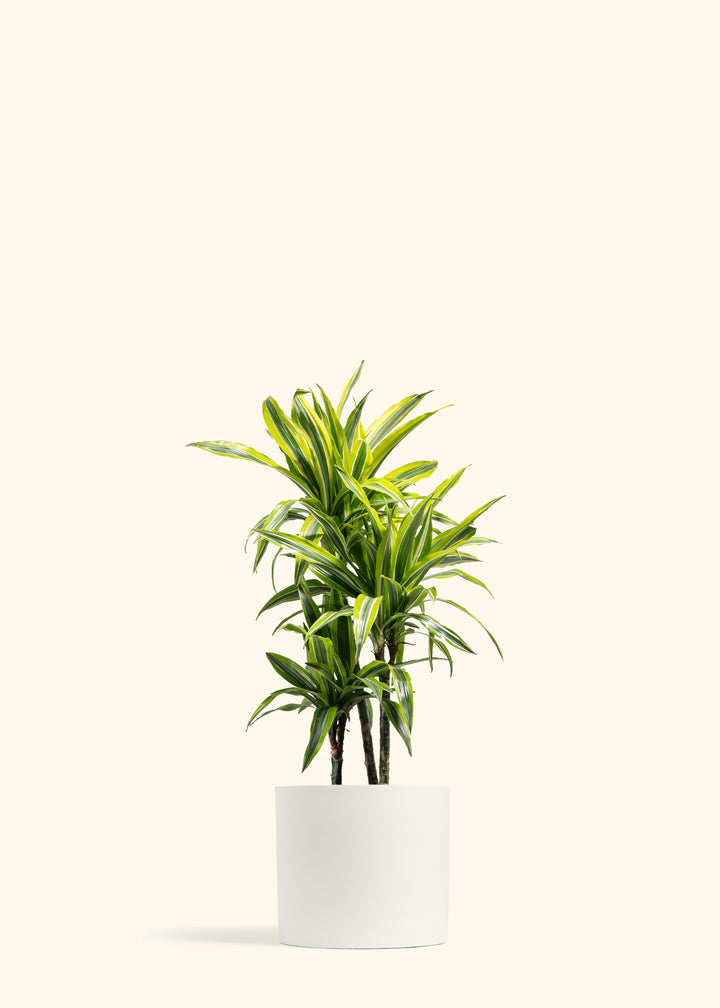 Dracaena Lemon Lime