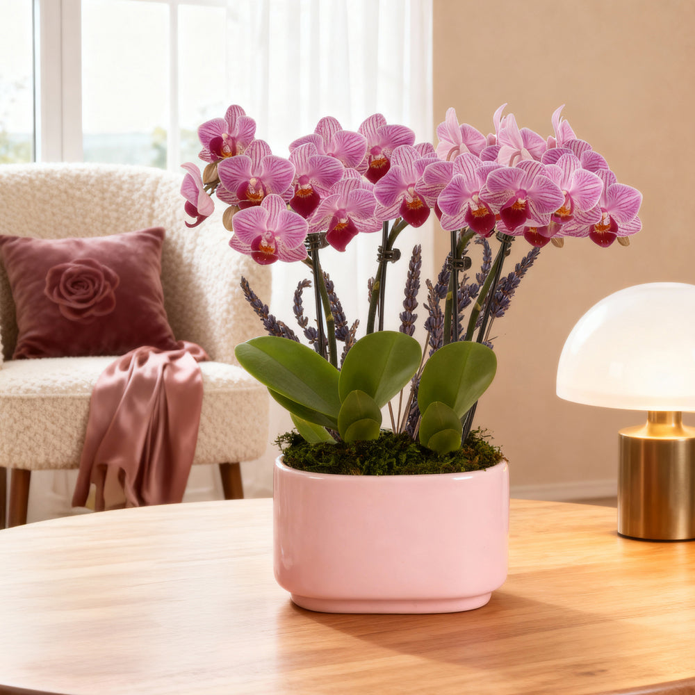 Pink Orchid & Succulent Garden
