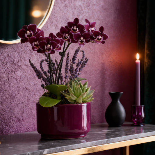 Purple Orchid & Succulent Garden