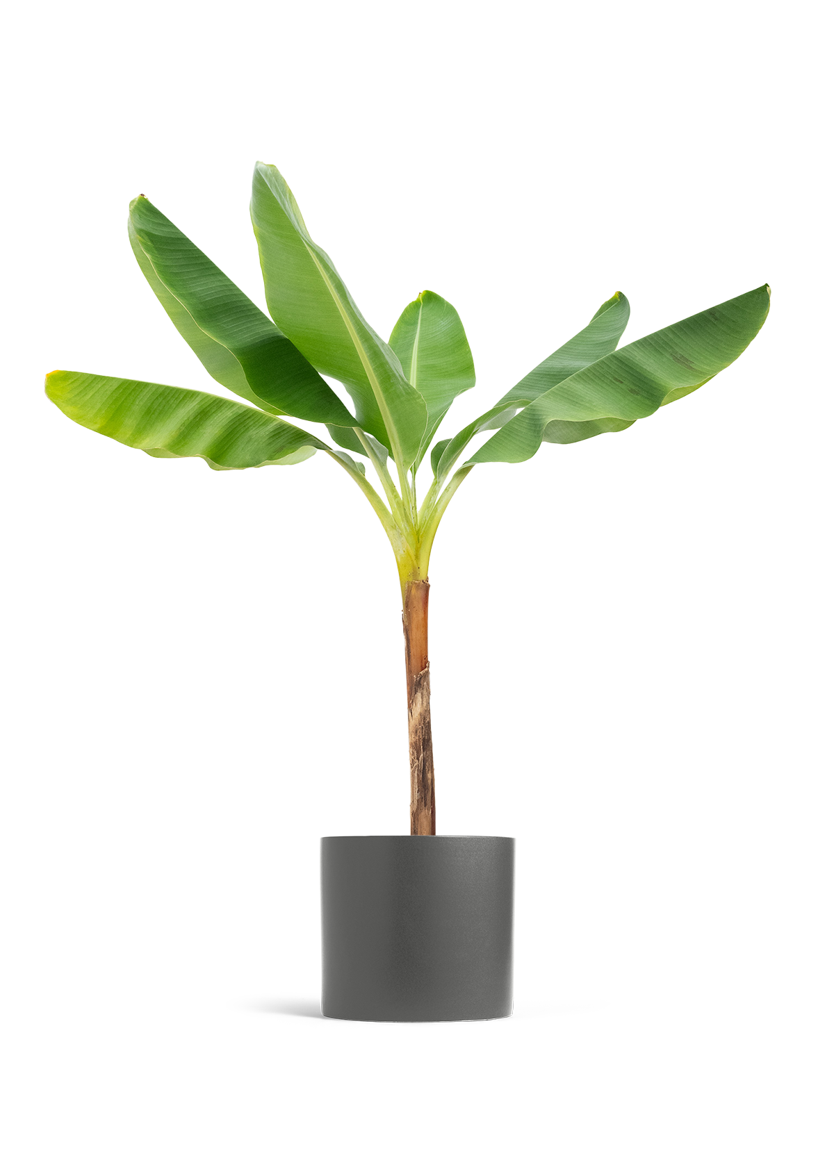 Banana Tree, XL
