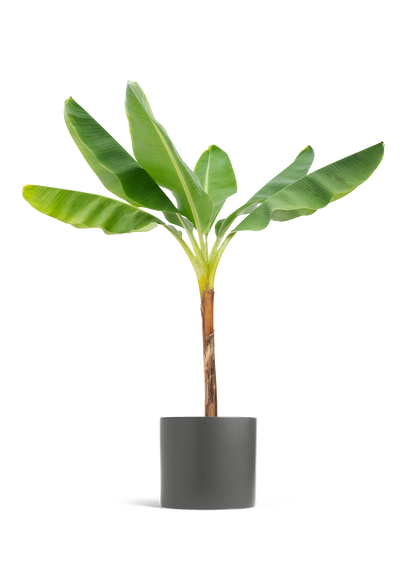 Banana Tree, XL