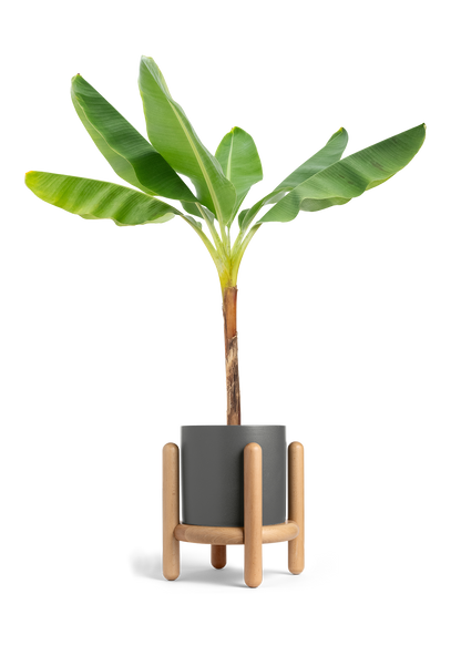 Banana Tree, XL