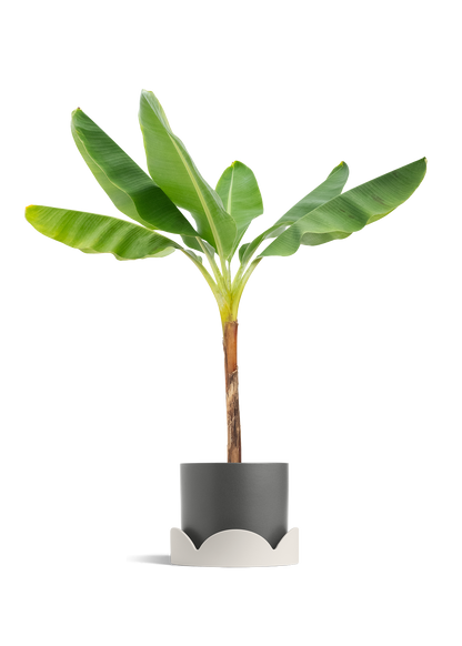 Banana Tree, XL