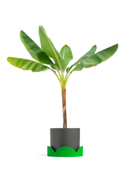 Banana Tree, XL