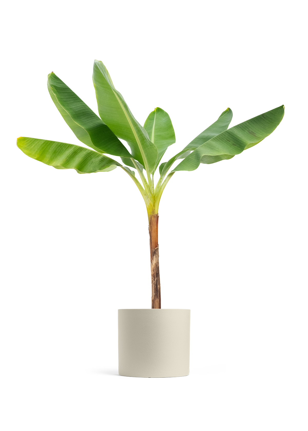 Banana Tree, XL