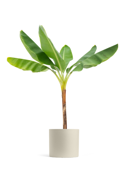 Banana Tree, XL