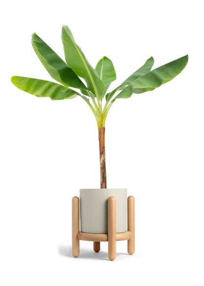 Banana Tree, XL