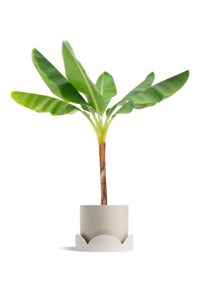 Banana Tree, XL