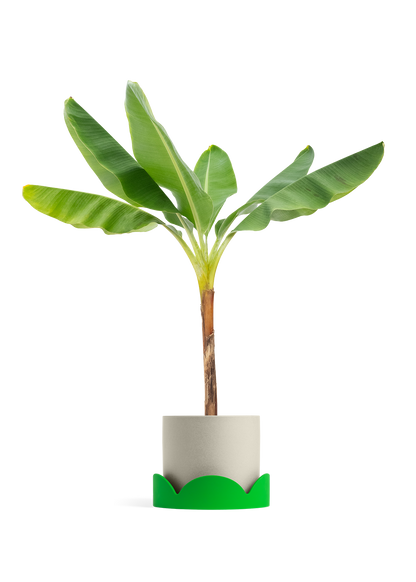 Banana Tree, XL