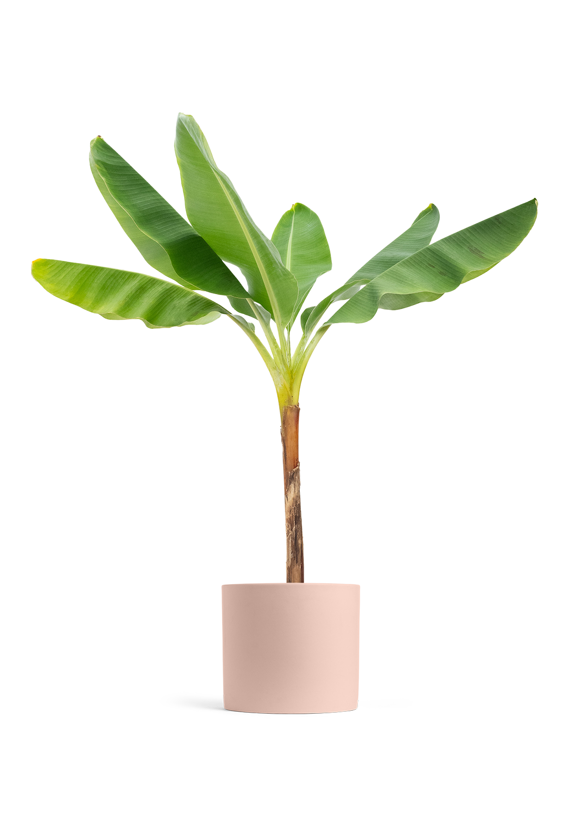 Banana Tree, XL