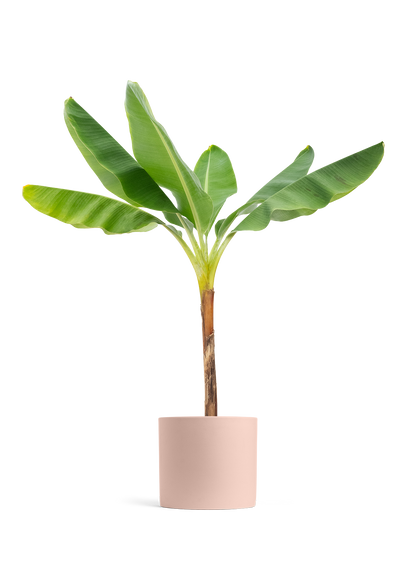 Banana Tree, XL