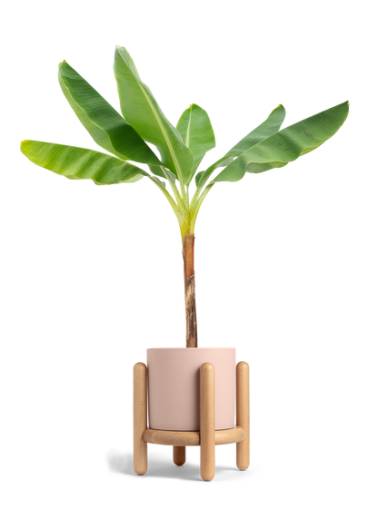 Banana Tree, XL
