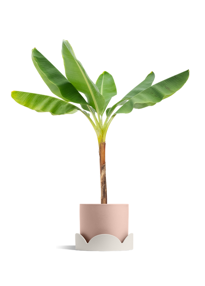 Banana Tree, XL