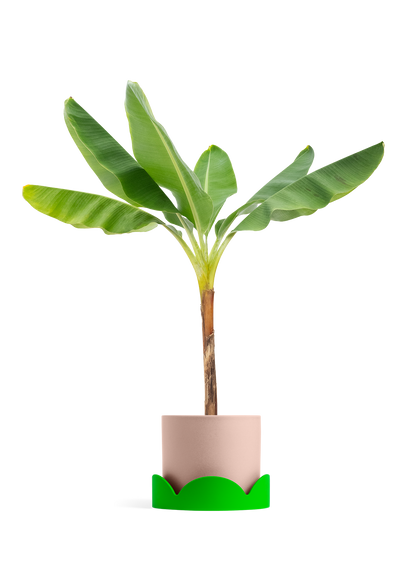 Banana Tree, XL