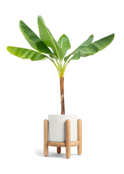 Banana Tree, XL