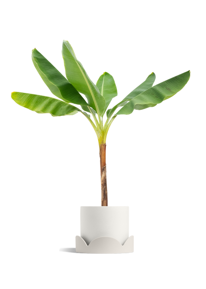 Banana Tree, XL