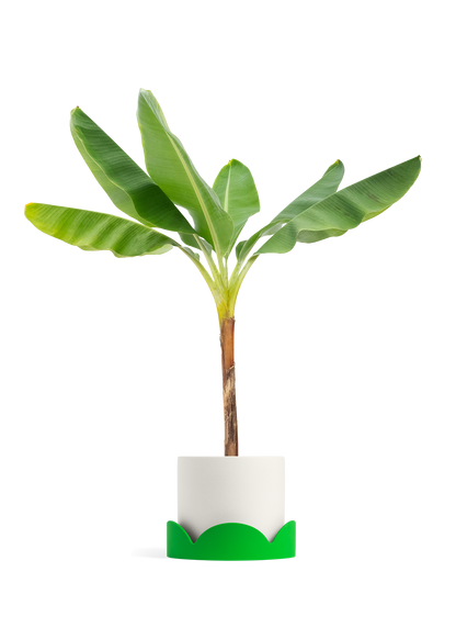 Banana Tree, XL