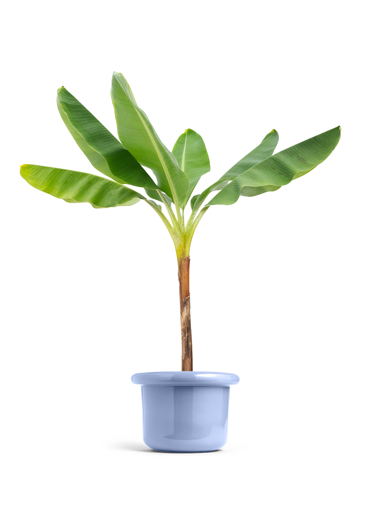 Banana Tree, XL