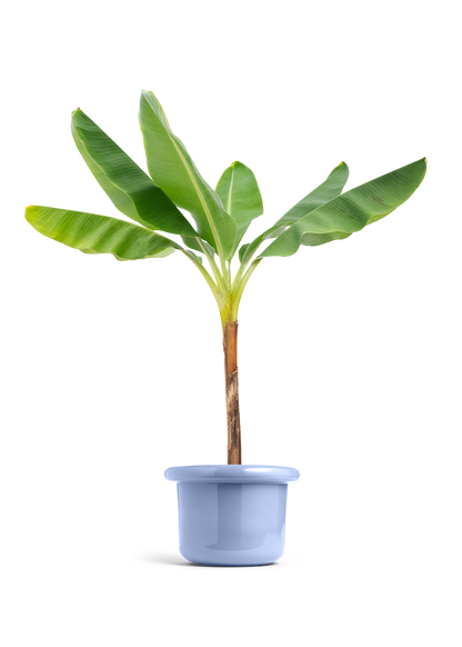 Banana Tree, XL