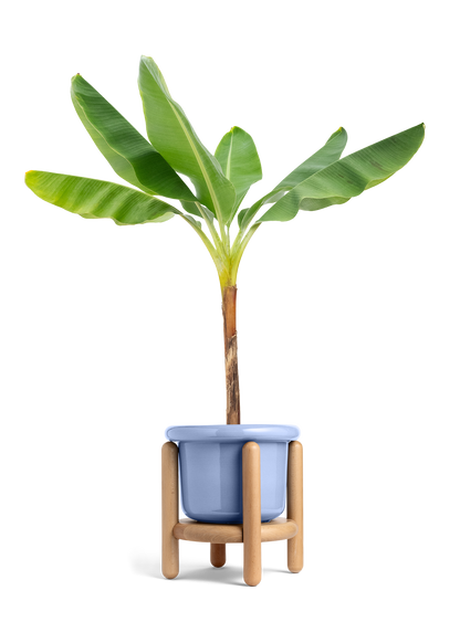 Banana Tree, XL
