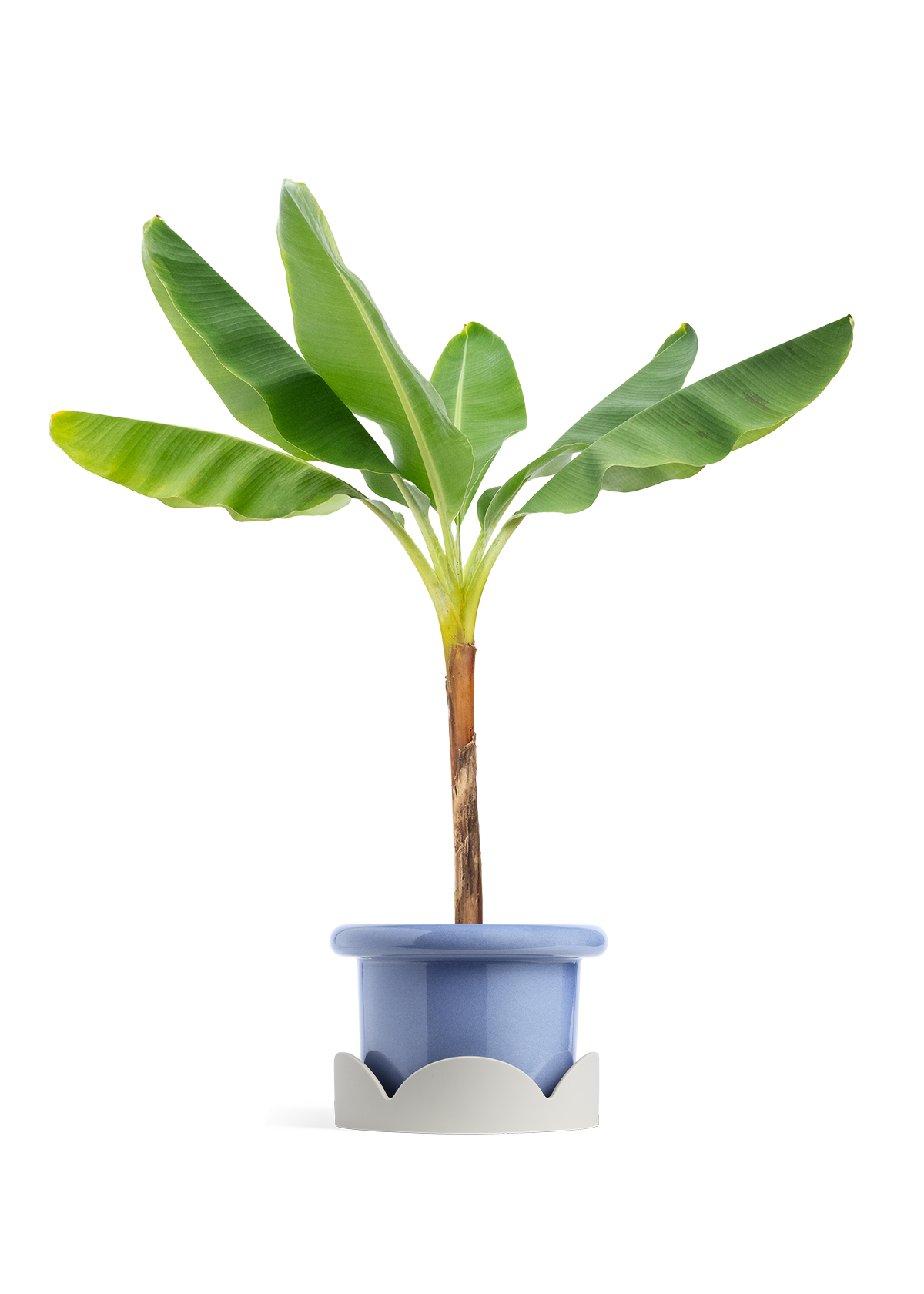 Banana Tree, XL