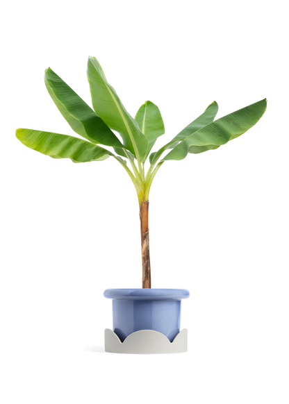 Banana Tree, XL