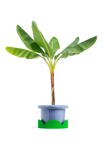 Banana Tree, XL