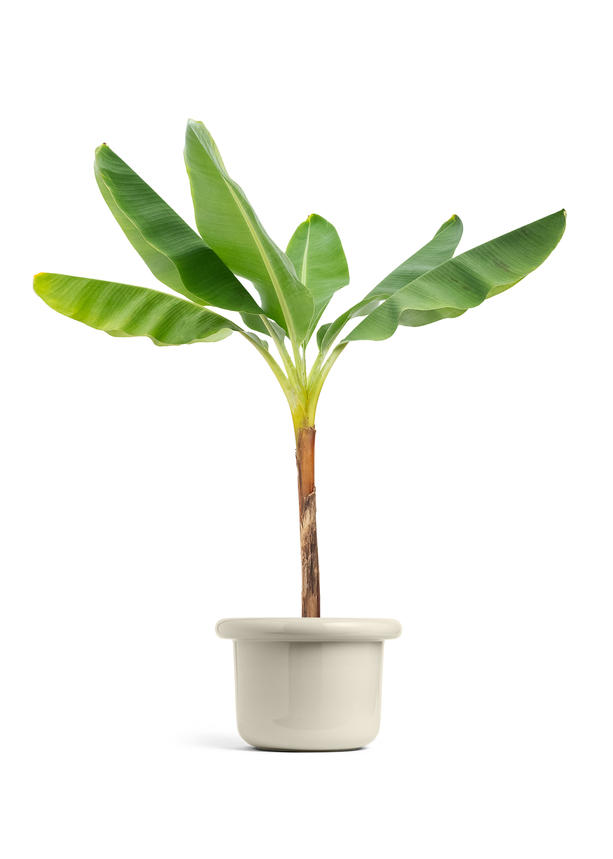 Banana Tree, XL