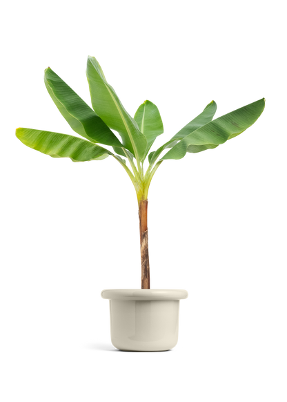 Banana Tree, XL