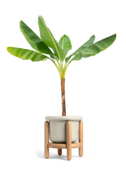 Banana Tree, XL