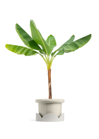 Banana Tree, XL