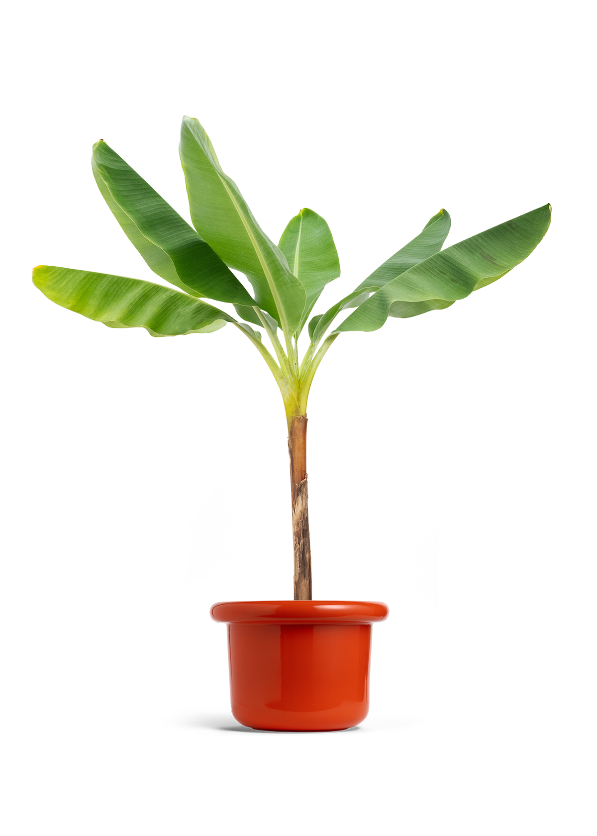 Banana Tree, XL