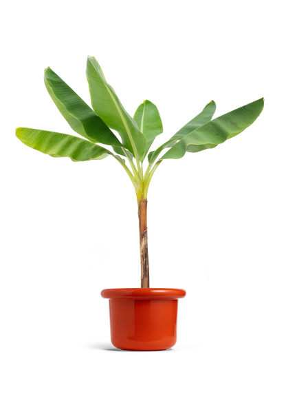 Banana Tree, XL