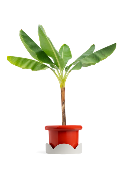 Banana Tree, XL