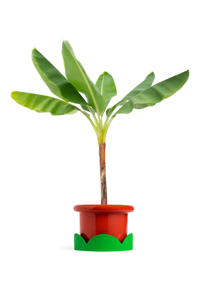 Banana Tree, XL