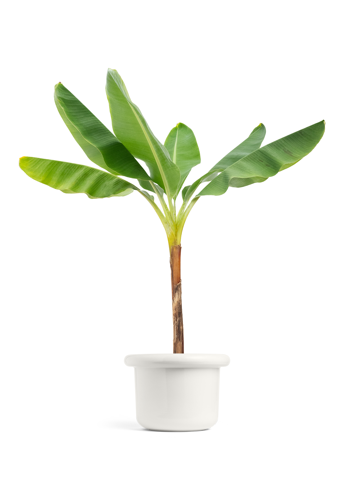 Banana Tree, XL