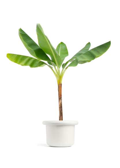 Banana Tree, XL