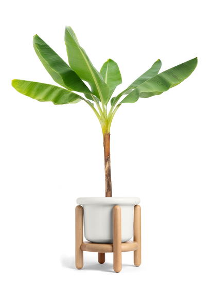 Banana Tree, XL