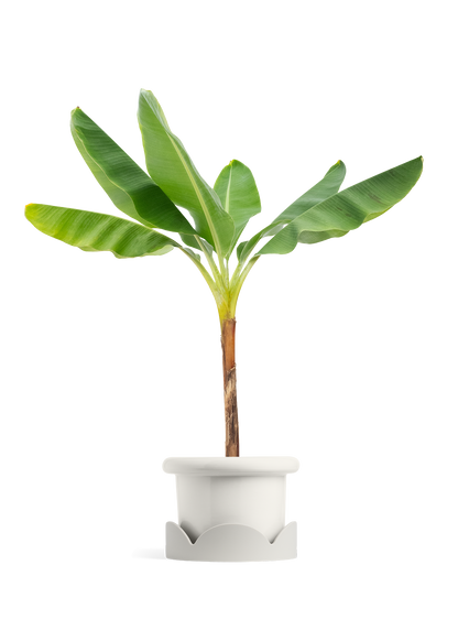 Banana Tree, XL