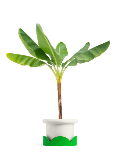 Banana Tree, XL