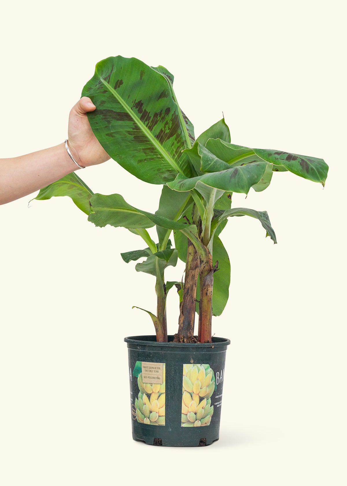 Medium Banana Tree in a 7 inches grow pot