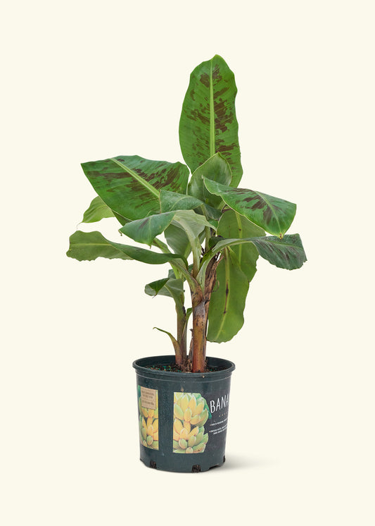 Medium Banana Tree in a 7 inches grow pot