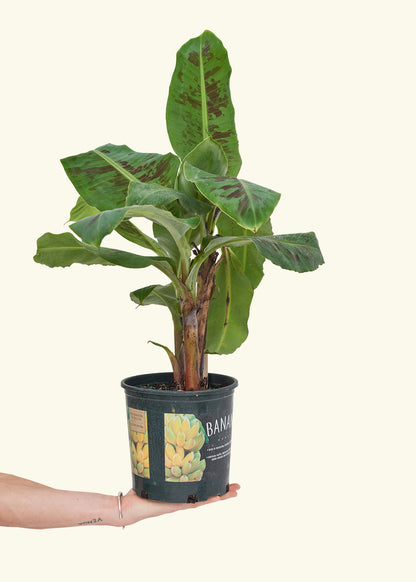 Medium Banana Tree in a 7 inches grow pot