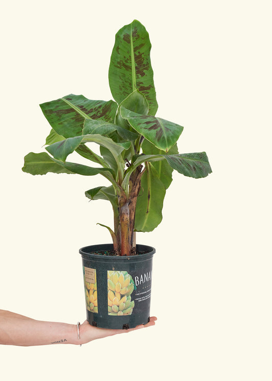 Medium Banana Tree in a 7 inches grow pot