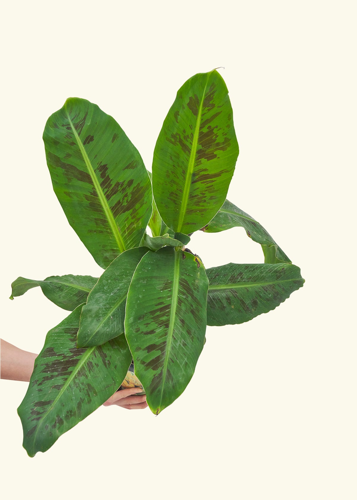 Medium Banana Tree in a 7 inches grow pot