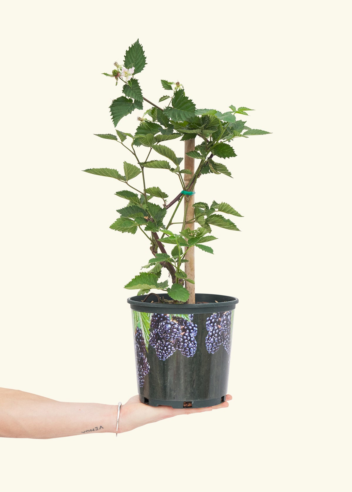 Blackberry Bush, Large in a grow pot