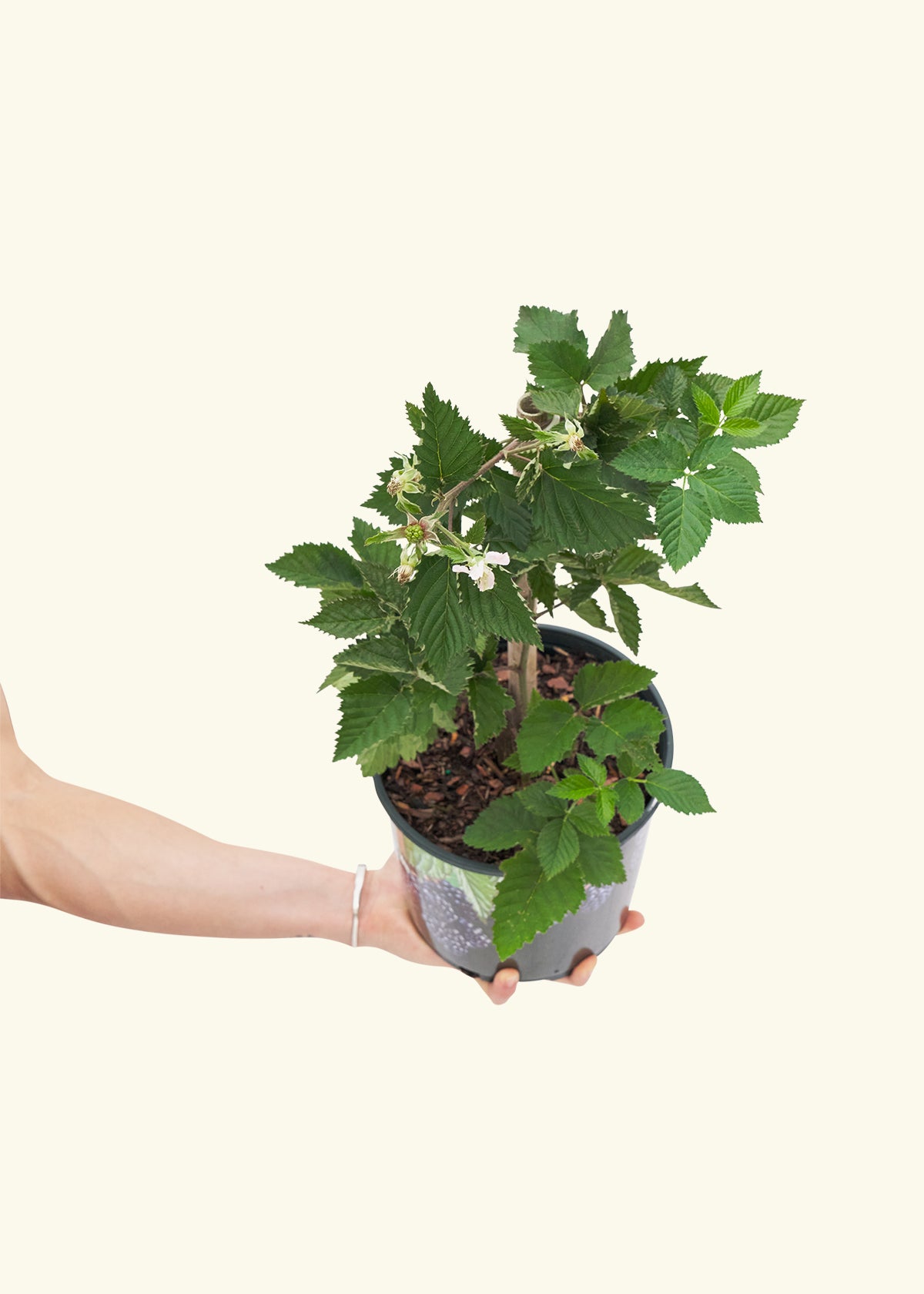 Blackberry Bush, Large in a grow pot